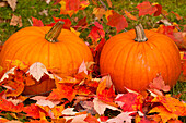 USA, Minnesota. Close-up of pumpkins and autumn leaves