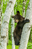 USA, Minnesota, Minnesota Wildlife Connection. Captive black bear cub climbing tree