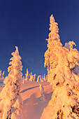 Snowghosts catch the very last sunlight at Whitefish Mountain Resort in Whitefish, Montana, USA
