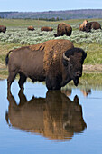 Bison-Stier, der reflektiert