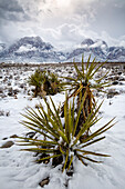 USA, Nevada, Las Vegas, seltener Schneefall im Red Rock Canyon
