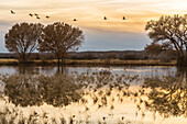 USA, New Mexico, Bosque del Apache National Wildlife Refuge. Sandhill cranes flying at sunset