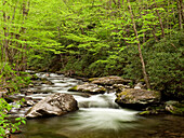 USA, North Carolina, Great Smoky Mountains National Park, Straight Fork fließt durch Wald