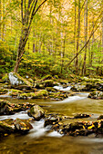 USA, North Carolina, Great-Smoky-Mountains-Nationalpark. Großer Bach