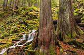 White Branch Falls, Oregon Kaskaden, Oregon