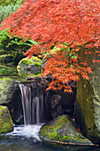 USA, Oregon, Portland. Wasserfall und Fächerahorn im Portland Japanese Garden