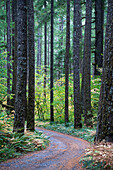 Gravel road winds through fall-colored vine maple and tall Douglas fir near the McKenzie River, Cascade Range, Oregon.
