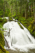 Little Zig Zag Falls, Mount Hood National Forest, Oregon, USA