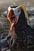 USA, Oregon, Newport, Oregon Coast Aquarium, Tufted Puffin (Fratercula cirrhata).