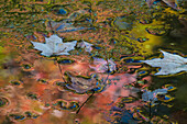 USA, Pennsylvanien. Herbstreflexionen und farbenfrohe abstrakte Designs auf Hidden Lake, Delaware Water Gap National Recreation Area
