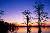 Bald cypress trees silhouetted at sunset, Taxodium distichum, Reelfoot National Wildlife Refuge, TN