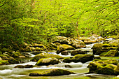 Roaring Fork im Frühjahr, Roaring Fork Motor Nature Trail, Great Smoky Mountains National Park, Tennessee