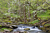 Hartriegelbäume im Frühjahr entlang des kleinen Flusses Middle Prong, Tremont, Great Smoky Mountains National Park, Tennessee