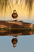 Mottled duck (Anas fulvigula) resting.