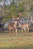 White-tailed Deer (Odocoileus virginianus) males in breeding condition