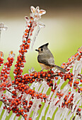 Black-crested Titmouse (Baeolophus bicolor), adult perched on icy branch of Yaupon Holly (Ilex vomitoria) with berries, Hill Country, Texas, USA
