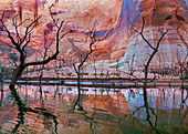USA, Utah, Glen Canyon National Recreation Area. Drought reveals dead trees that are normally underwater