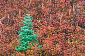USA, Utah, Wasatch-Berge. Weiße Tanne auf der Herbstwiese