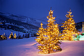 Christmas trees, Park City, Wastch Mountains, Utah
