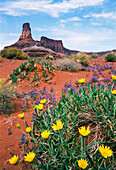 USA, Utah, Canyonlands National Park, Dead Horse Point State Park, Rock formation with desert wildflowers