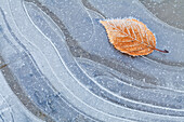 USA, Washington, Seabeck. Herbstblatt auf Eis gesprenkelt mit Reif