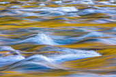 USA, Staat Washington, Olympic-Nationalpark. Goldene Flussreflexionen von sonnenbeschienenen Ahornbäumen