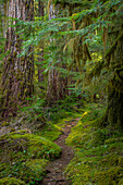 USA, Staat Washington, Olympic-Nationalpark. Lover's Lane Trail durch alten Wald