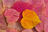 Muster aus gefallenen Rosebud-Blättern mit Herbstfarben