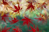 Japanische Ahornblätter schweben in der Luft mit roter Herbstfarbe