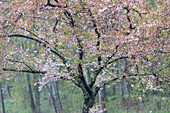 Kirschbäume blühen im Frühling. Snoqualmie River, Fall City, Bundesstaat Washington.