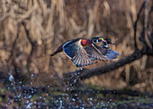 USA, Washington State. Adult male Wood Ducks (Aix Sponsa) taking flight over a marsh.
