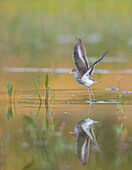 USA, Staat Washington. Ein Fleckenstrandläufer (Actitis macularius) fliegt auf einem Teich. Redmond.