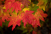 Usa, Washington State, Bellevue. Dewdrops on red and yellow leaves of maple tree in autumn./n