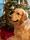USA, Washington State, Bellevue, golden retriever dog near Christmas tree.