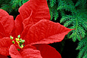 North America, USA, WA, Woodinville, Red Poinsettia and fir bow