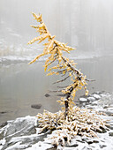 Bundesstaat Washington, Alpenseen-Wildnis. Zauber Seen, Lärchen und Schnee