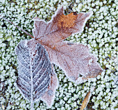 USA, Staat Washington. Zentrale Kaskaden, frostbedeckte Blätter.