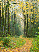 WA, Tiger Mountain, Leaf covered trail