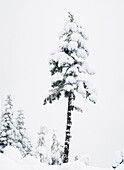 WA, Central Cascades. Mount Washington, Snow covered fir trees