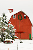 North America, USA, WA, Whidbey Island.  Festive red barn in fresh snow
