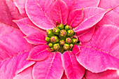 Rosa Blütenblätter Weihnachtsstern Blühendes Makro, Bellevue, Washington State.