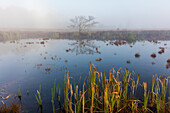 Neblig Reflexionen in Feuchtgebieten Teich im Canaan Valley State Park, West Virginia, USA