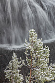 Snow covered Gibbon Falls, Yellowstone National Park, Wyoming