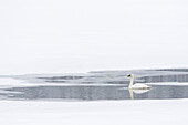 USA, Wyoming, Grand-Teton-Nationalpark. Trompeterschwan im Wasser