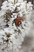 Lodgepole Pine cone in winter in Yellowstone National Park