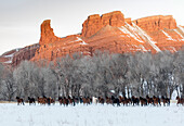Cowboy horse drive on Hideout Ranch, Shell, Wyoming. Herd of horses running in snow with backdrop of red rock mountain