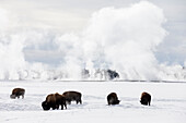 USA, Wyoming, Yellowstone-Nationalpark. Bison kämpft darum, Gras unter der Winterschneedecke zu finden.