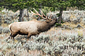 Bull elk bugling during the fall rut, Yellowstone National Park.
