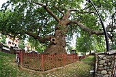 ancient plane tree in Marash Park, Prizren, Kosovo