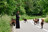 Monk with goats at Decan, western Kosovo